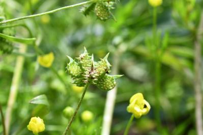<i>Ranunculus arvensis</i>