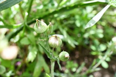 <i>Silene conica</i>