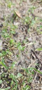 <i>Trifolium scabrum</i>