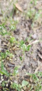 <i>Trifolium scabrum</i>