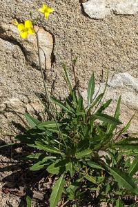 <i>Diplotaxis tenuifolia</i>
