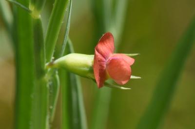 <i>Lathyrus sphaericus</i>