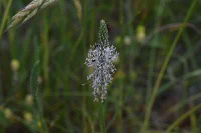 <i>Plantago media</i>