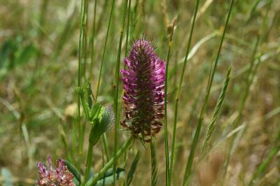<i>Trifolium rubens</i>