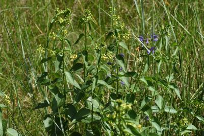 <i>Vincetoxicum hirundinaria</i>
