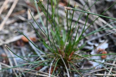<i>Eleocharis palustris</i>