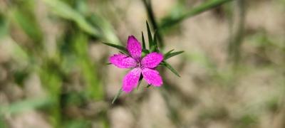 <i>Dianthus armeria</i>