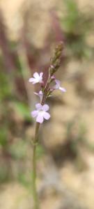 <i>Verbena officinalis</i>