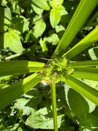 <i>Cyperus eragrostis</i>