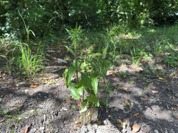 <i>Epipactis helleborine</i>