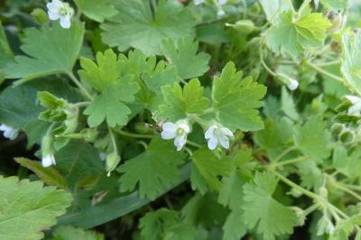 <i>Geranium molle</i>