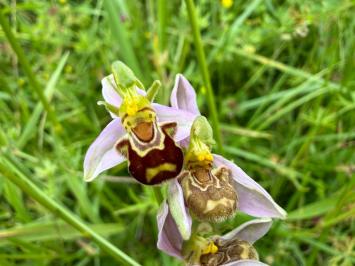 <i>Ophrys apifera</i>