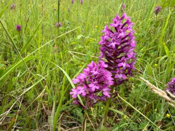 <i>Anacamptis pyramidalis</i>