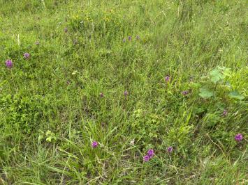 <i>Anacamptis pyramidalis</i>