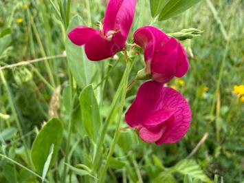 <i>Lathyrus tuberosus</i>