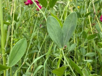 <i>Lathyrus tuberosus</i>