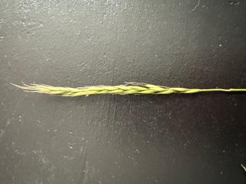 <i>Elymus caninus</i>