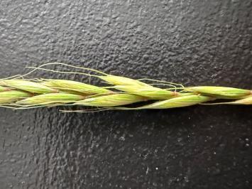 <i>Elymus caninus</i>