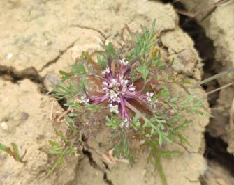 <i>Lepidium coronopus</i>