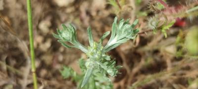 <i>Filago pyramidata</i>