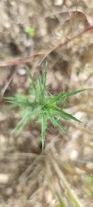<i>Carthamus lanatus</i>