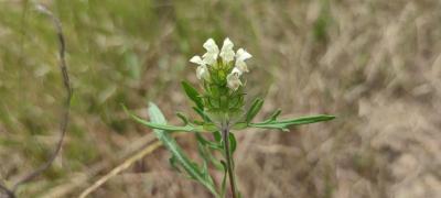 <i>Prunella laciniata</i>