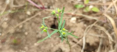 <i>Euphorbia exigua</i>