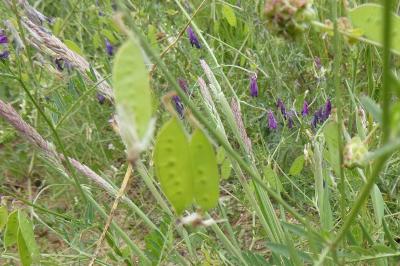 <i>Vicia villosa</i>