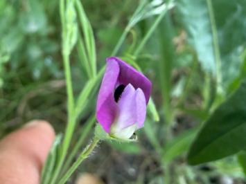 <i>Lathyrus hirsutus</i>
