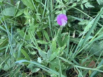 <i>Lathyrus hirsutus</i>