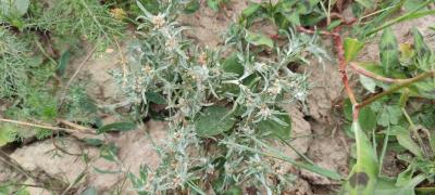 <i>Gnaphalium uliginosum</i>