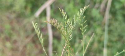 <i>Catapodium rigidum</i>