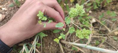<i>Bupleurum subovatum</i>