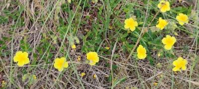 <i>Helianthemum nummularium</i>