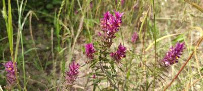 <i>Melampyrum arvense</i>