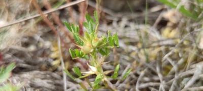 <i>Ononis pusilla</i>
