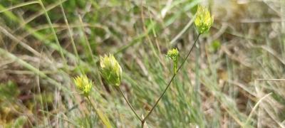 <i>Bupleurum baldense</i>