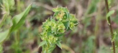 <i>Euphorbia falcata</i>