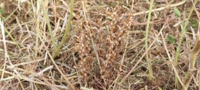 <i>Phelipanche ramosa</i>