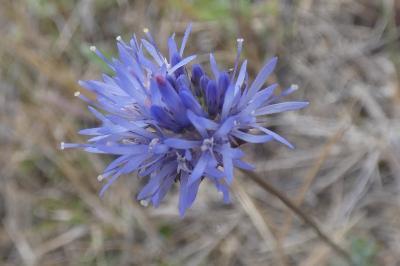 <i>Jasione montana</i>