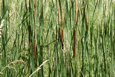 <i>Typha angustifolia</i>