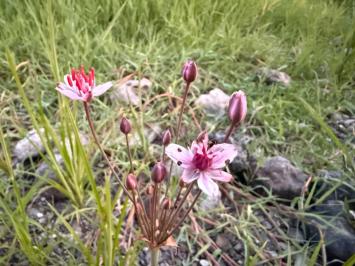 <i>Butomus umbellatus</i>