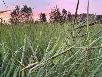 <i>Paspalum distichum</i>