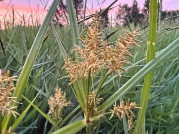 <i>Cyperus esculentus</i>