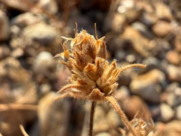 <i>Plantago arenaria</i>