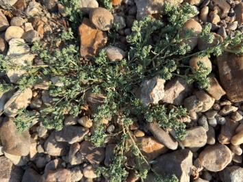 <i>Corrigiola litoralis</i>