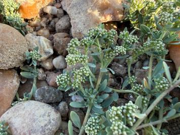 <i>Corrigiola litoralis</i>