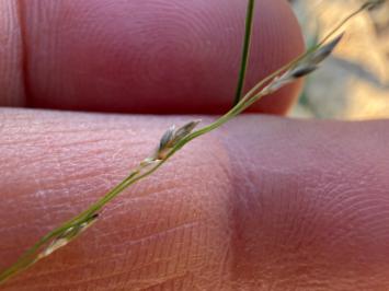 <i>Eragrostis pectinacea</i>
