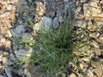 <i>Eragrostis pectinacea</i>