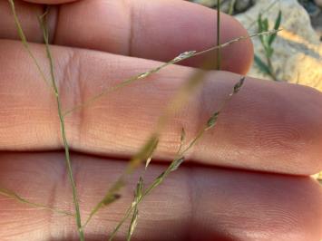 <i>Eragrostis pectinacea</i>